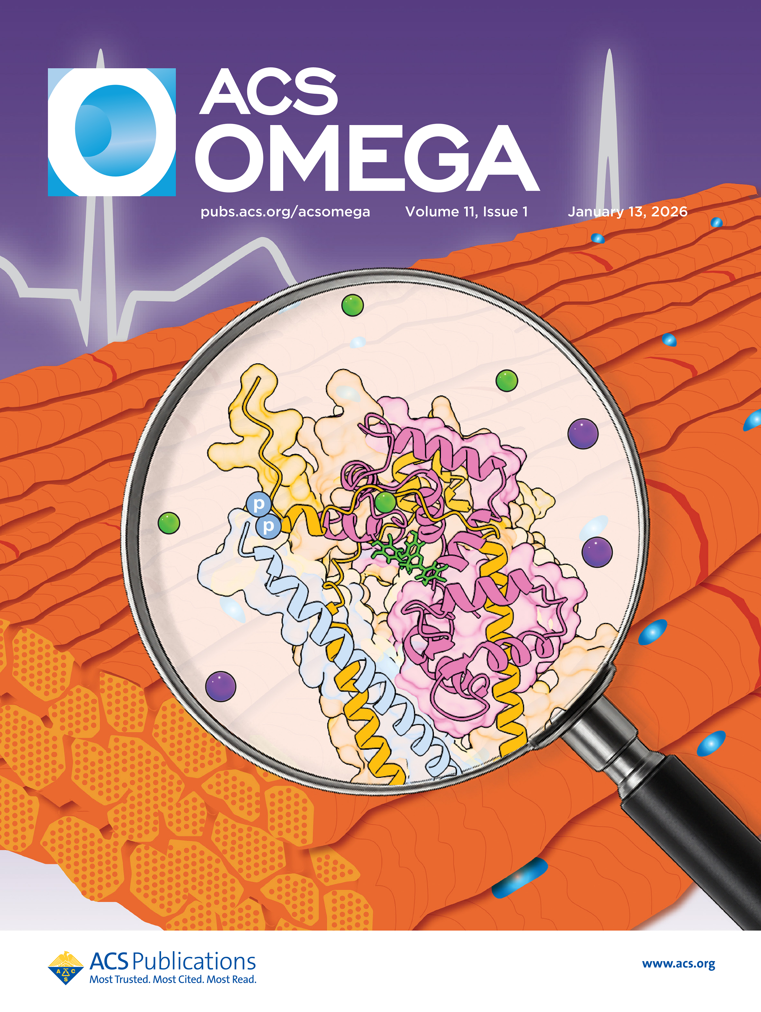 ACS Omega publication: Desensitization of the Cardiac Troponin Complex