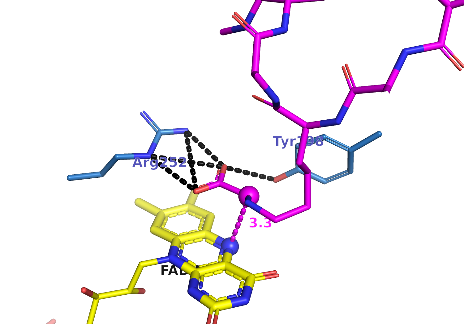 Final molecular dynamics frame showing the CML peptide over FAD with Arg252 and Tyr198 contacting the CML carboxylate